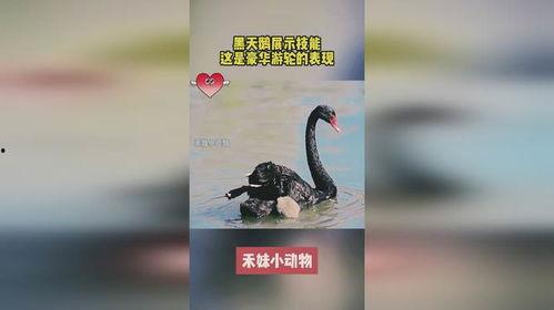 黑天鹅技能爆料实战视频,实战视频深度解析